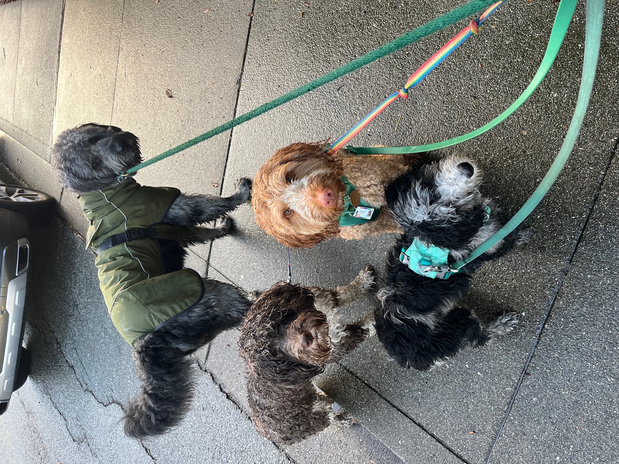 Dog Walking